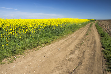 Image showing Country road and rape field