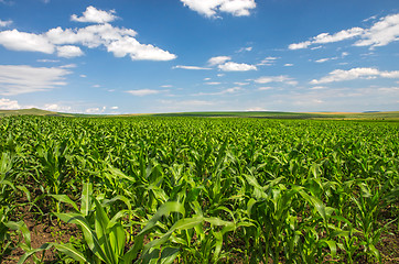 Image showing Corn field