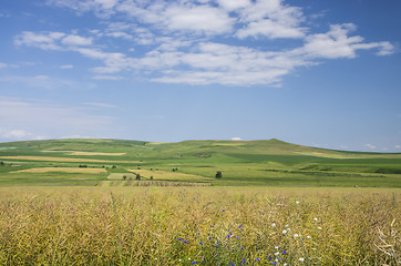 Image showing Rape field at harvest