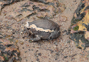 Image showing indian bullfrog