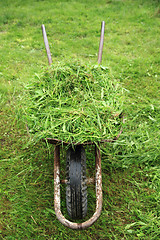 Image showing wheelbarrow with fresh green grass 