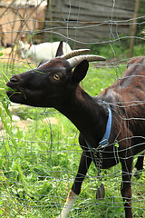 Image showing black goat in the green grass 