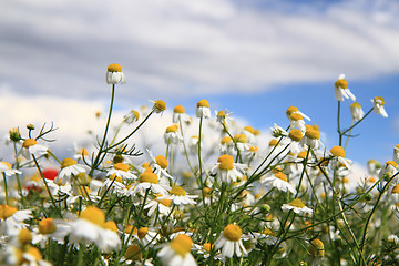 Image showing chamomile field and blue sky 