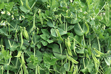 Image showing pea plant background