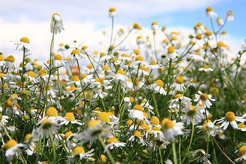 Image showing chamomile field and blue sky 