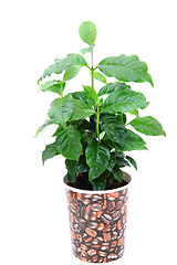 Image showing coffee plant isolated
