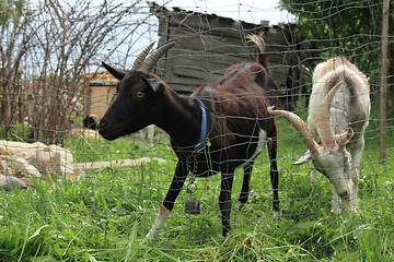 Image showing goats in the green grass 