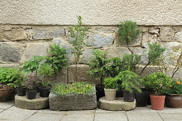 Image showing set of bonsai plants and trees 