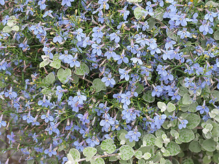 Image showing Viola flower