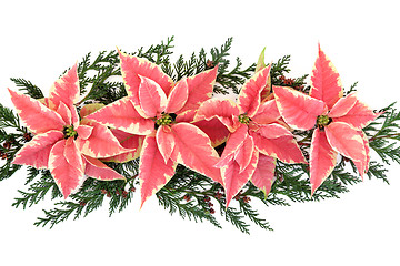 Image showing Poinsettia Flower Display