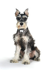 Image showing Cute Miniature Schnauzer Puppy Dog on White Background