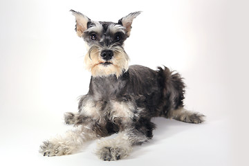 Image showing Cute Miniature Schnauzer Puppy Dog on White Background