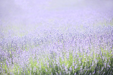 Image showing Lavender Field With Purple and Green