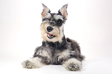 Image showing Cute Miniature Schnauzer Puppy Dog on White Background