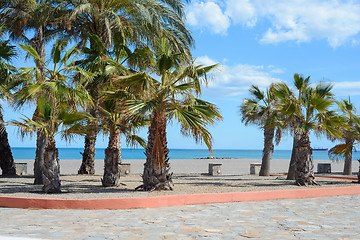 Image showing Empty european beach with palms