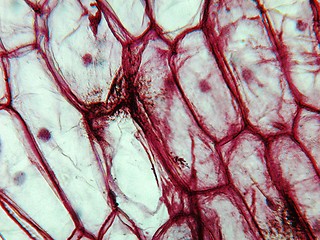 Image showing Onion epidermus micrograph