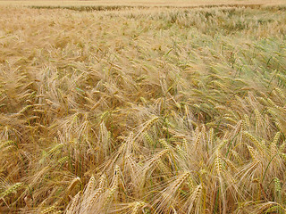 Image showing Barleycorn field