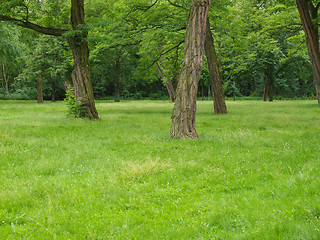 Image showing Tree in a park