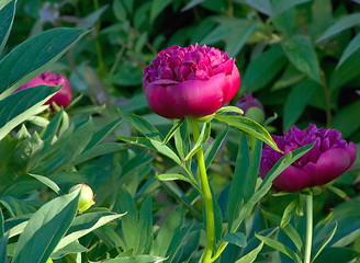 Image showing Pink Japanese Peony