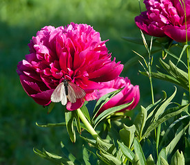 Image showing Pink Japanese Peony with butterfly