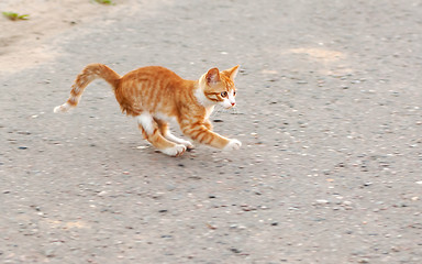 Image showing Runnig cat