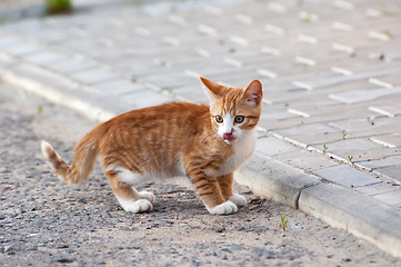 Image showing Cat playing on a road