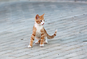 Image showing Cat playing on a road