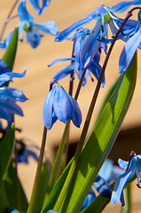 Image showing Scilla siberica