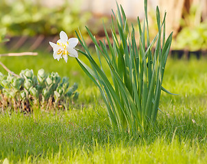 Image showing White narcissus