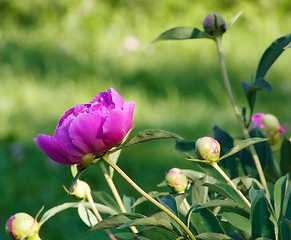 Image showing Pink Japanese Peony