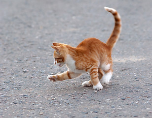 Image showing Cat hunting for mosquito