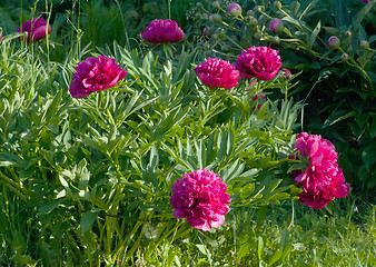 Image showing Peonies blooming in the garden