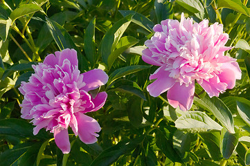 Image showing Peony