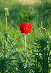 Image showing Poppy Flowers