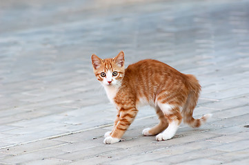 Image showing Cat playing on a road