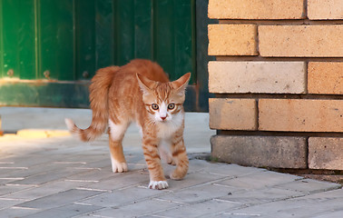 Image showing Little kitten