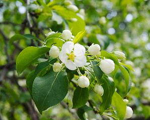 Image showing Apple tree in bloom on spring