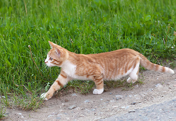 Image showing Little kitten hunting