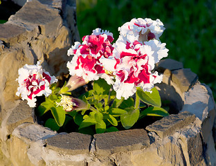 Image showing petunias in a pot