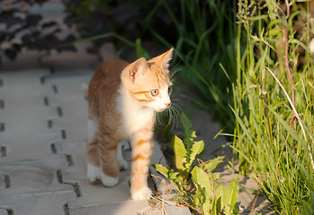 Image showing Little kitten walk