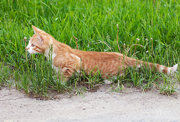 Image showing Little kitten hunting