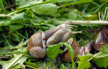 Image showing Two snails kissing