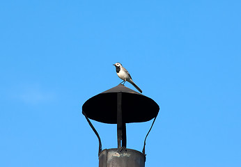 Image showing Pied Wagtail - Motacilla alba