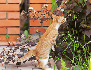 Image showing Little kitten sniff