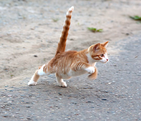 Image showing Cat hunting for mosquito