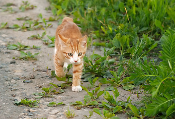 Image showing Walking pussy cat