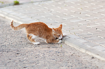 Image showing Cat playing on a road