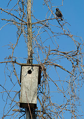 Image showing Starling near it's house