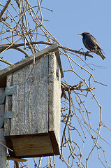Image showing Starling near it's house