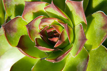 Image showing Image of green sempervivum plant